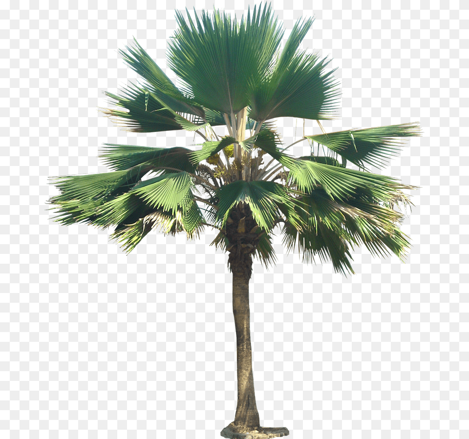 Hd Palm Tree Trees Plant Images Livistona Chinensis, Palm Tree, Leaf Free Png Download