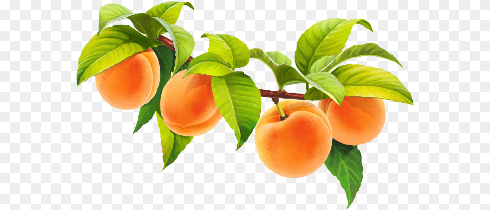 Hd Peach Fruit Image Download Tangerine, Food, Plant, Produce Png