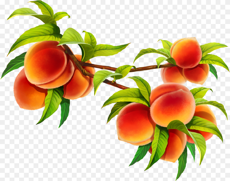 Hd Peach Fruit Image Peach Branch, Food, Plant, Produce Free Png