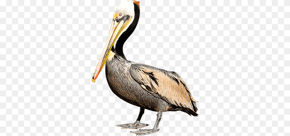 Hd Pelican Background Brown Pelican, Animal, Bird, Waterfowl, Beak Free Transparent Png