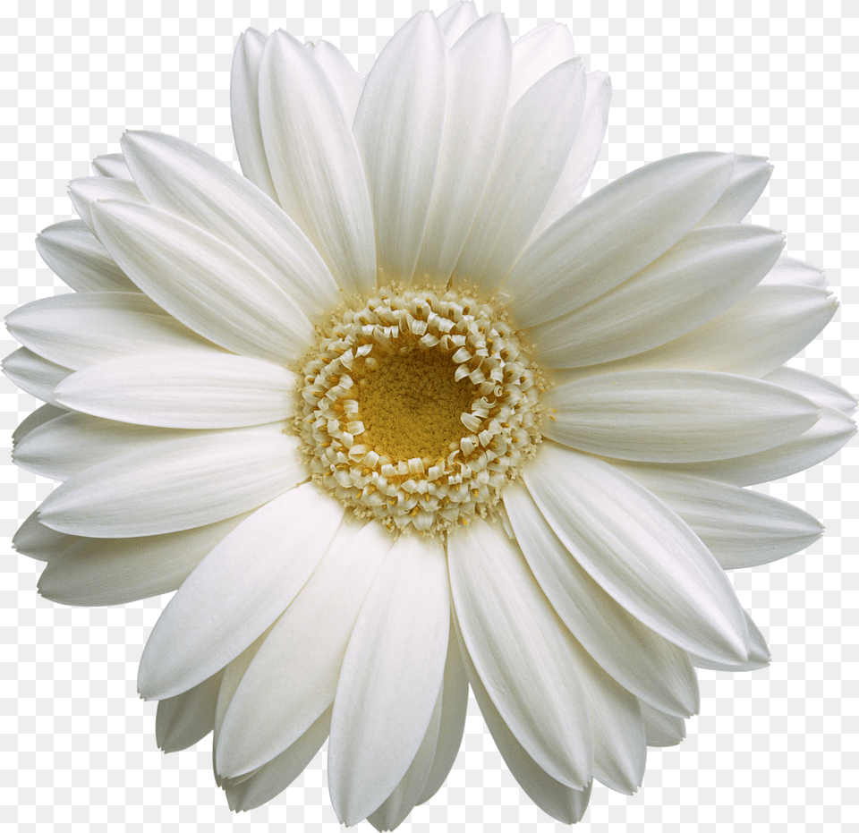 Hd Pic Flower Gerbera, Daisy, Plant, Petal, Dahlia Free Png Download