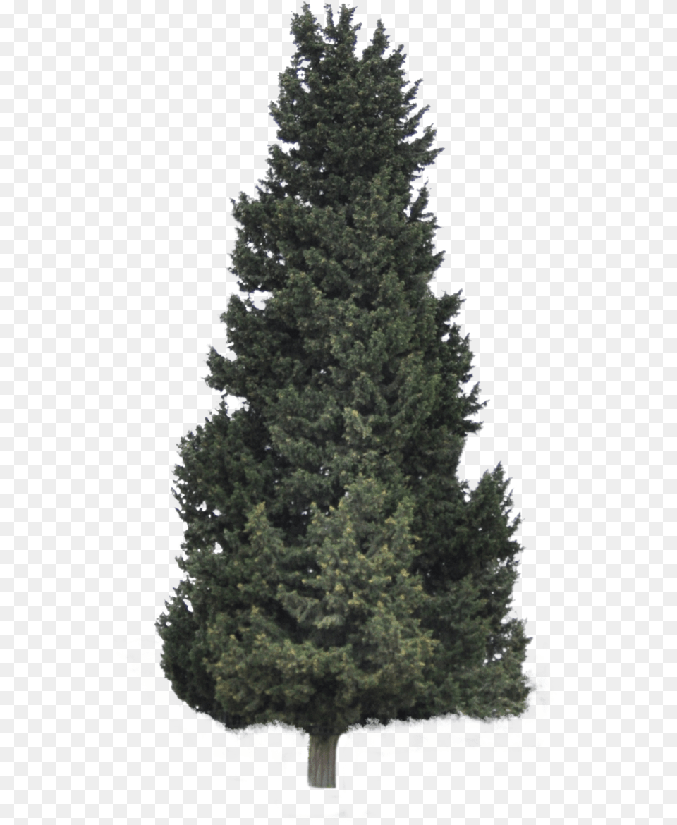 Hd Pine Forrest Clip Art Coniferous Tree, Fir, Plant, Conifer Free Png Download