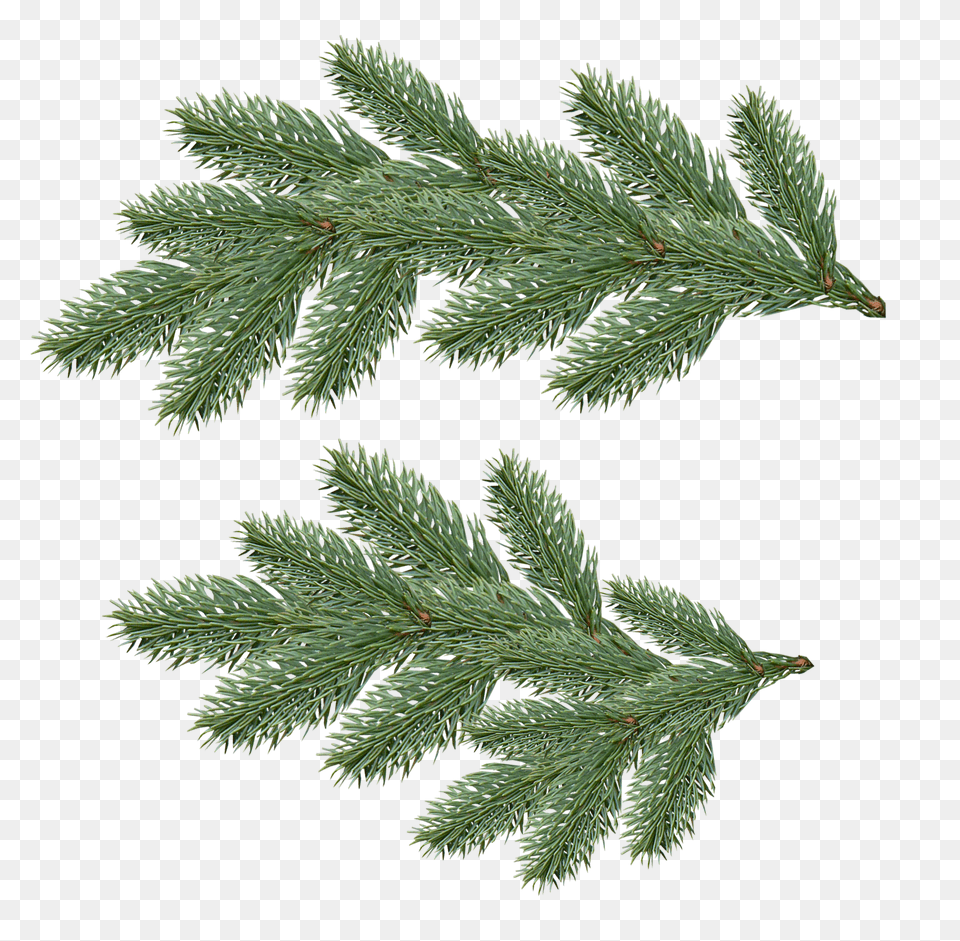 Hd Pine Tree Branch Dennentakken, Conifer, Plant, Fir Png