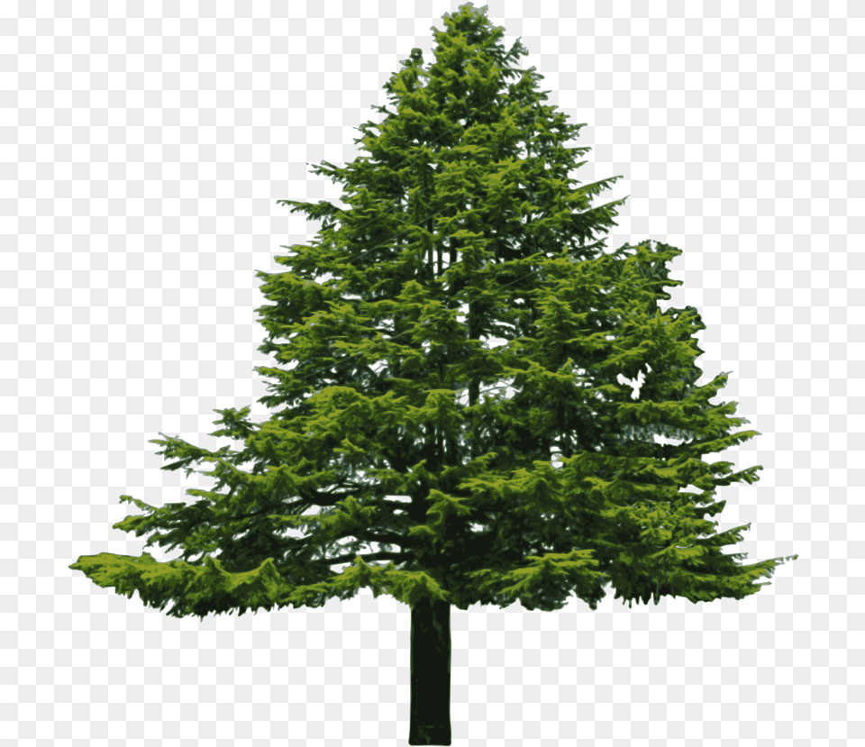 Hd Pine Tree Vector Clip Art Photos Background Pine Tree, Fir, Plant, Conifer Free Transparent Png