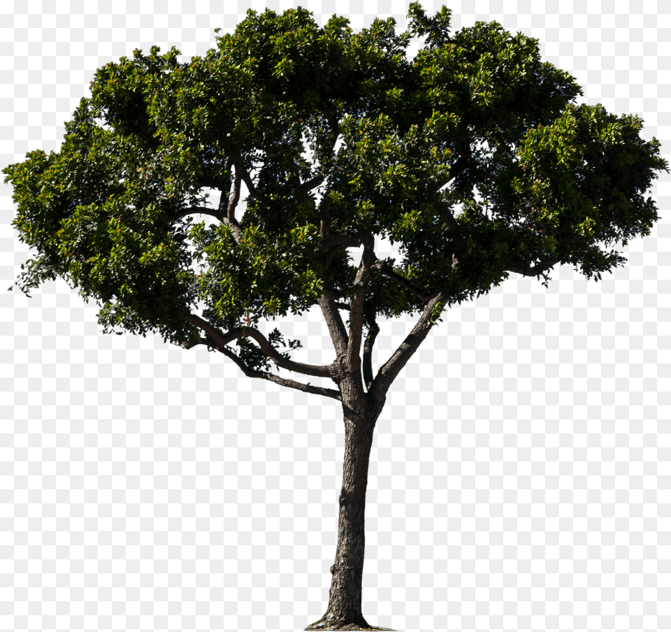 Hd Pine Trees Google Tree Bitmap Png