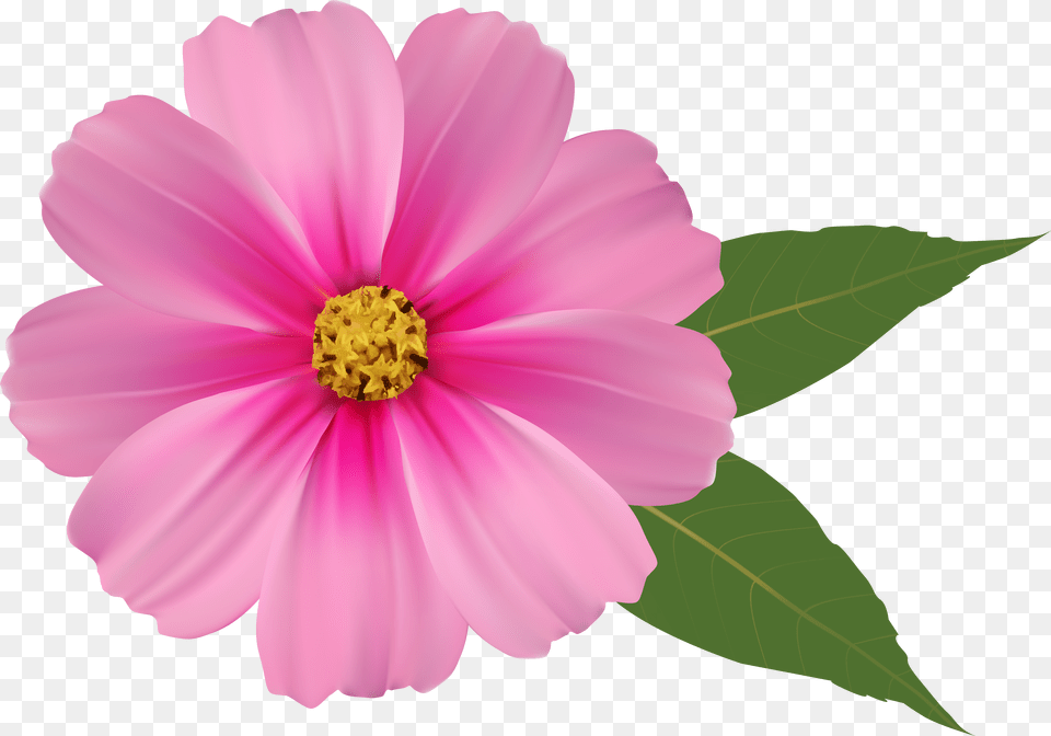 Hd Pink Daisy Clipart Pink Flower, Anther, Dahlia, Petal, Plant Free Png