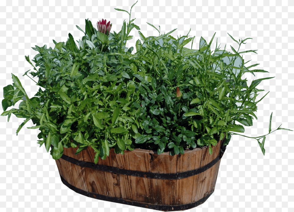 Hd Potted Plants Wood Flower Pots Houseplant Png Image