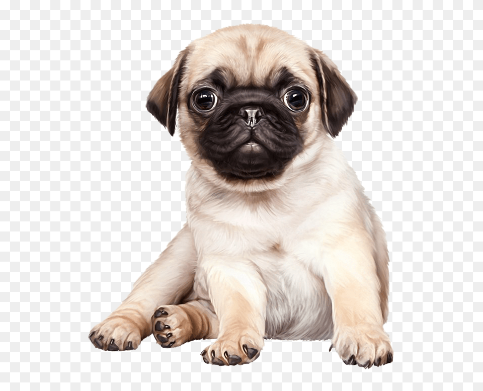 Hd Pug Background Cute Pug Dog, Animal, Canine, Mammal, Pet Free Transparent Png