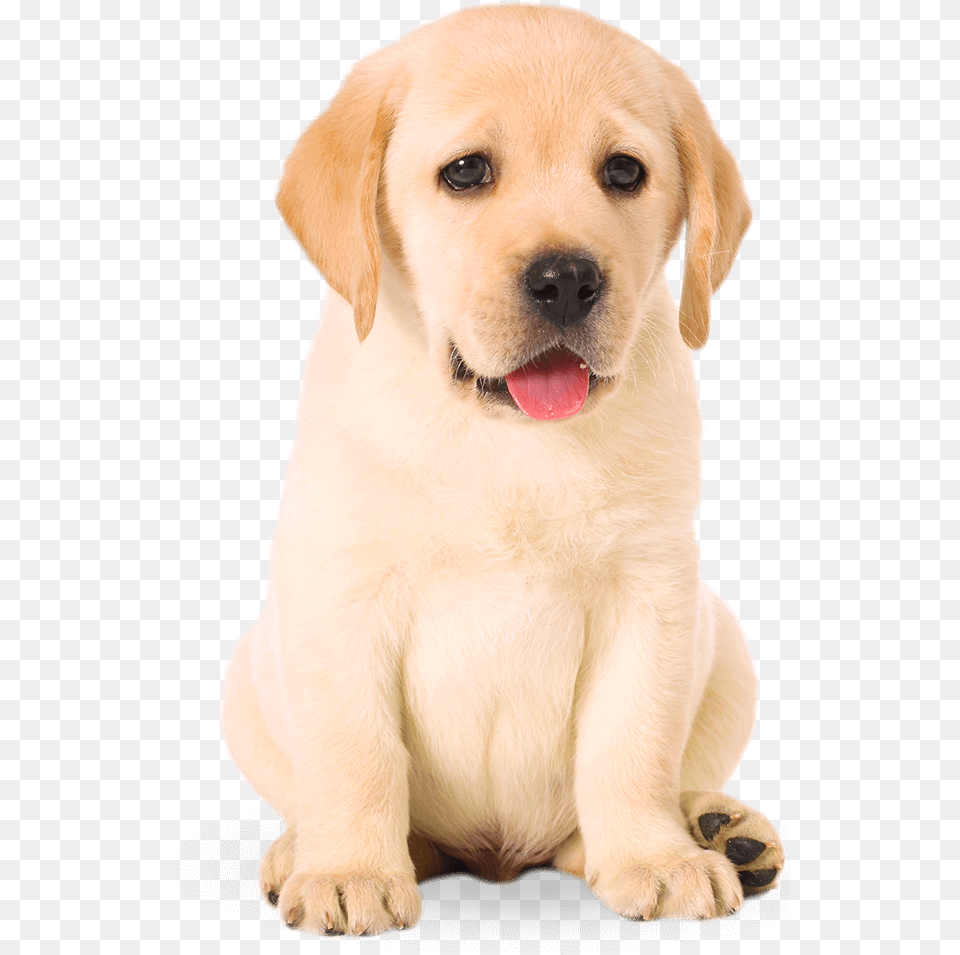 Hd Puppy, Animal, Canine, Dog, Mammal Png Image