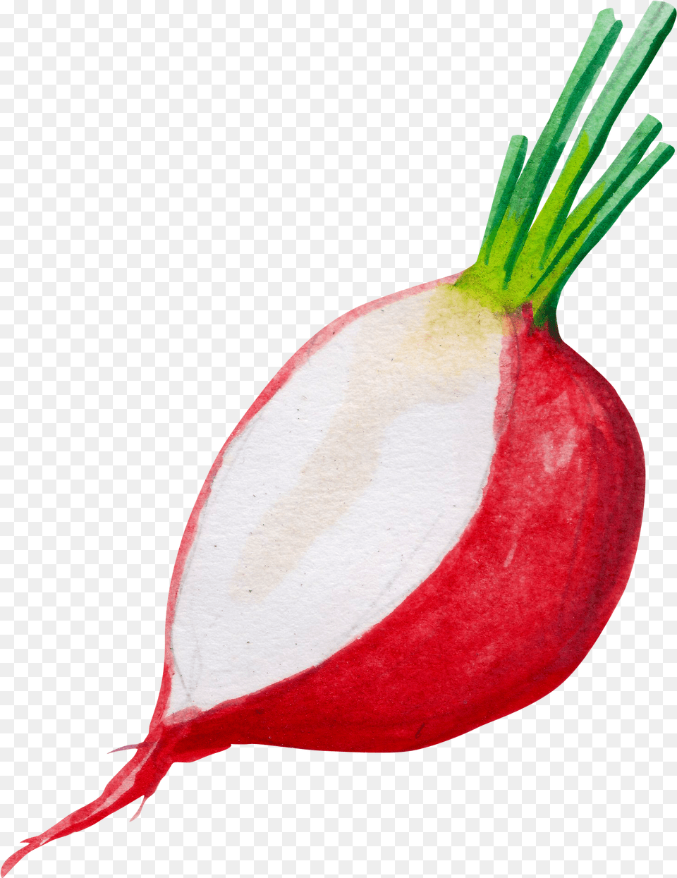 Hd Radish Image Food, Produce, Vegetable, Plant, Flower Free Png