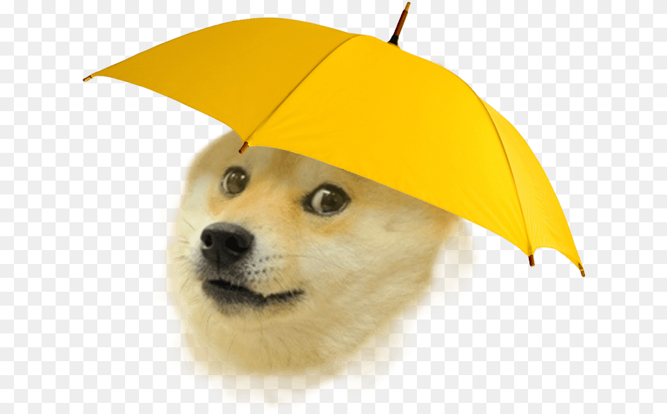 Hd Rain Doge Transparent Dog Meme Transparent, Canopy, Clothing, Coat, Animal Free Png Download