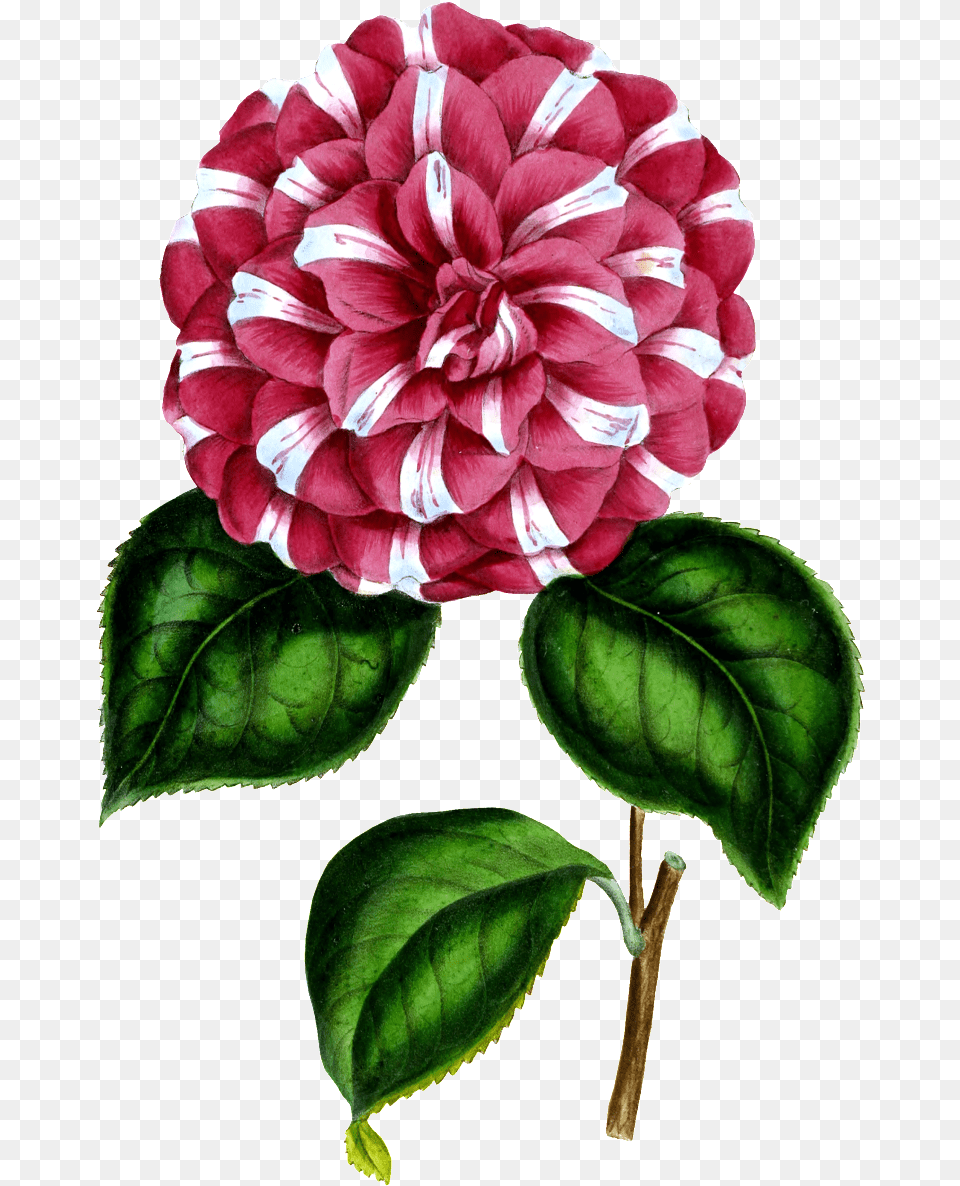 Hd Red Flower Decorative Element Design Dahlia, Plant, Rose Free Png