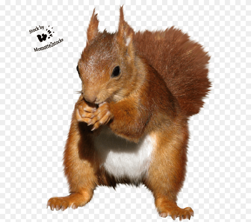 Hd Red Squirrel Clipart Red Squirrel No Background, Animal, Mammal, Rodent, Rat Free Png
