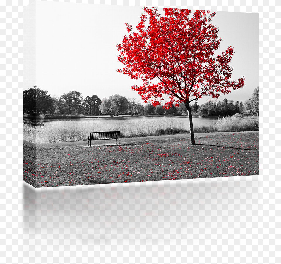Hd Red Tree Over Park Bench Ghosts Flames U0026amp Black White And Red Leaves, Furniture, Plant, Maple, Leaf Free Png Download