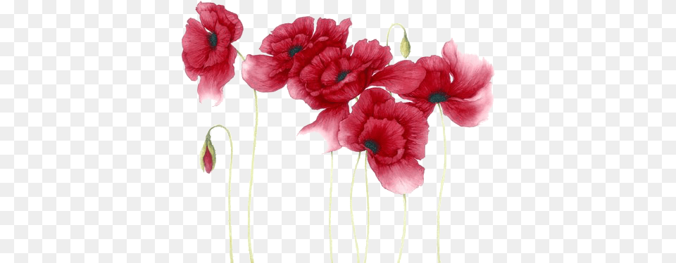 Hd Red Watercolor Flowers Transparent Poppy Flowers Watercolor, Flower, Petal, Plant, Anemone Png Image