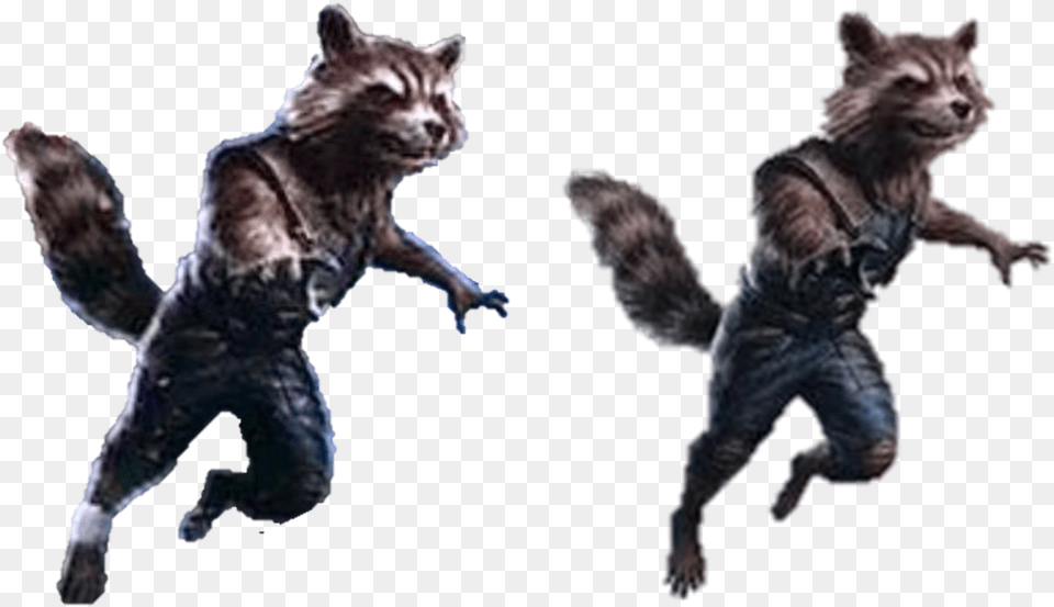 Hd Rocket Raccoon, Animal, Cat, Mammal, Pet Png Image