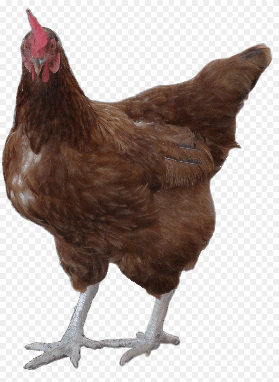 Hd Rooster Image Background Hen, Animal, Bird, Chicken, Fowl Png