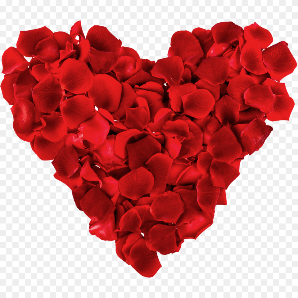 Hd Rose Petals Rose Love Heart Cartoon Valentines Day Pic 2020, Flower, Petal, Plant Free Png Download