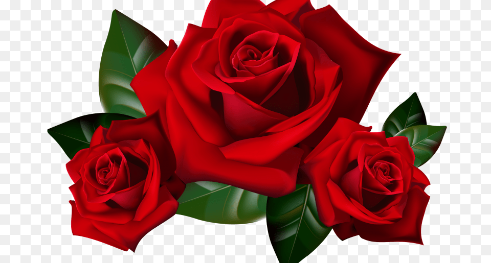 Hd Rose Transparent Hd Rose Images, Flower, Plant Png Image
