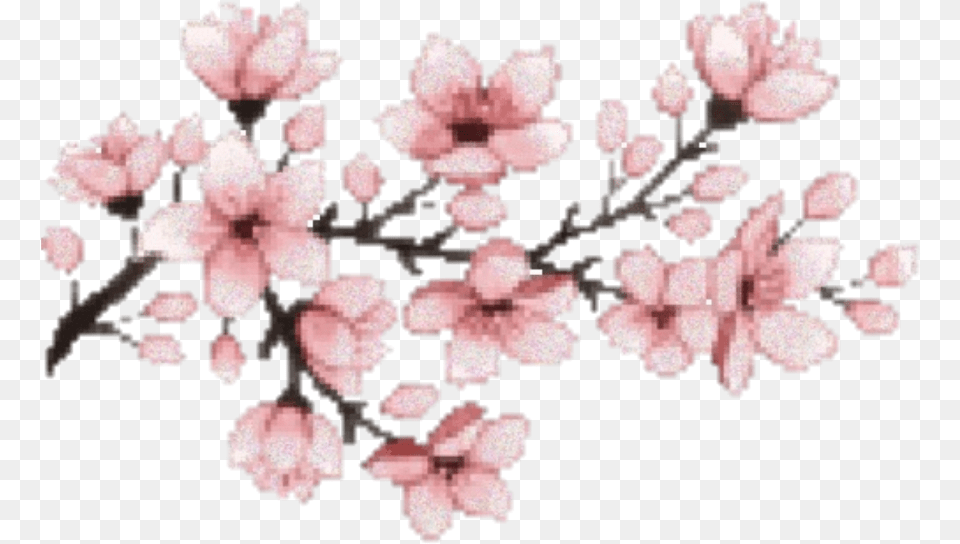 Hd Sakura Flower Hanami Pink Cherry Blossom Gif, Plant, Cherry Blossom, Person, Face Png Image