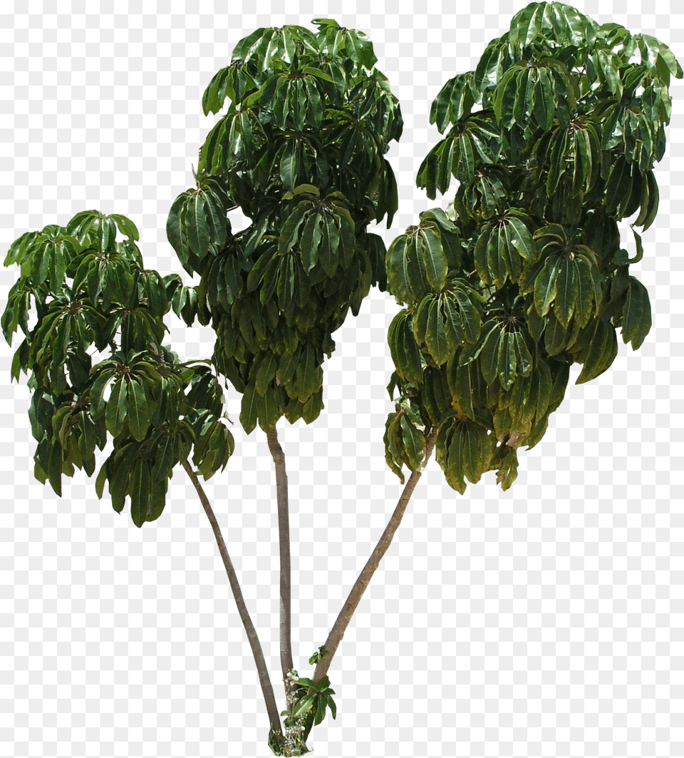 Hd Schefflera Tree Texture Transparent Schefflera Actinophylla, Green, Leaf, Plant, Vegetation Png Image