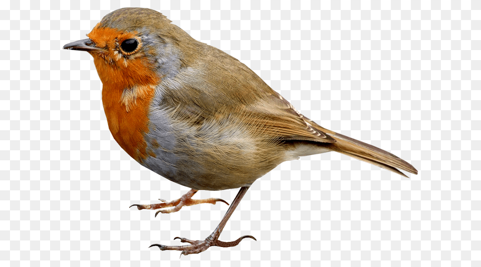 Hd Single Bird Image Robin Bird, Animal Free Transparent Png