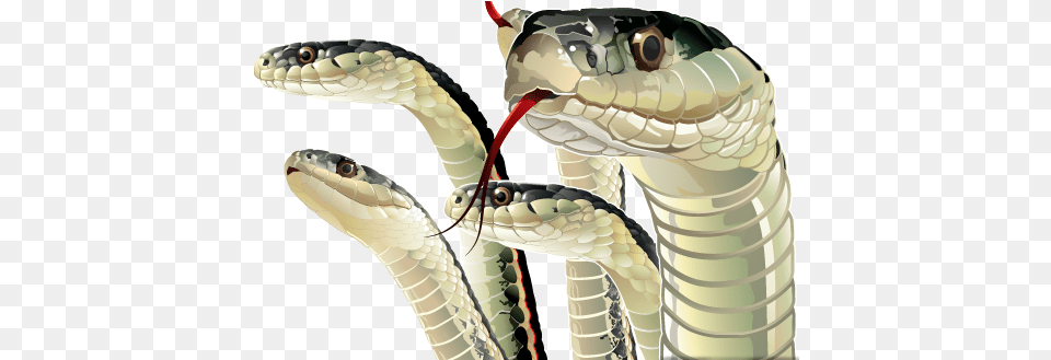 Hd Snakes Snake Tounge Uhaul, Animal, Reptile, Cobra Png Image