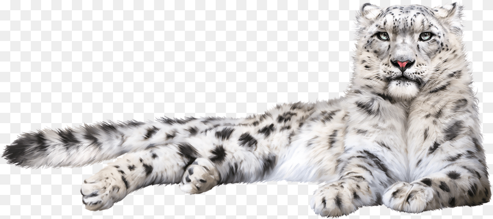 Hd Snow Leopard, Animal, Mammal, Panther, Wildlife Free Png Download