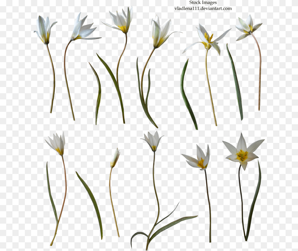 Hd Spring Flowers, Flower, Petal, Plant, Amaryllidaceae Free Transparent Png