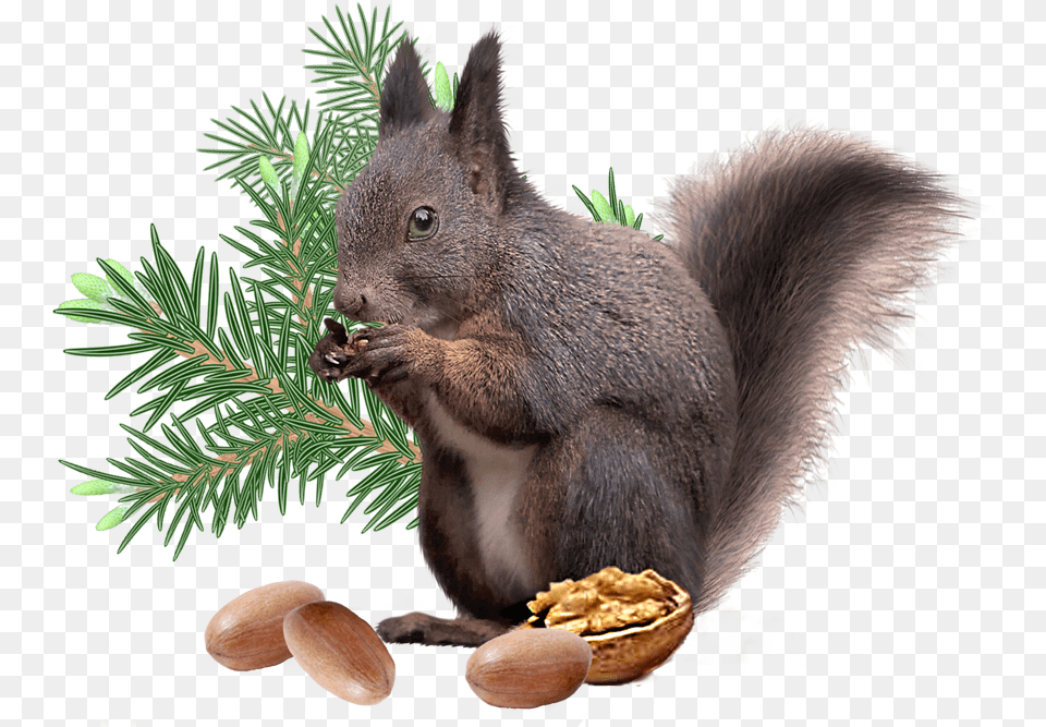 Hd Squirrel File Transparent Background Christmas Squirrel, Vegetable, Produce, Plant, Nut Png Image