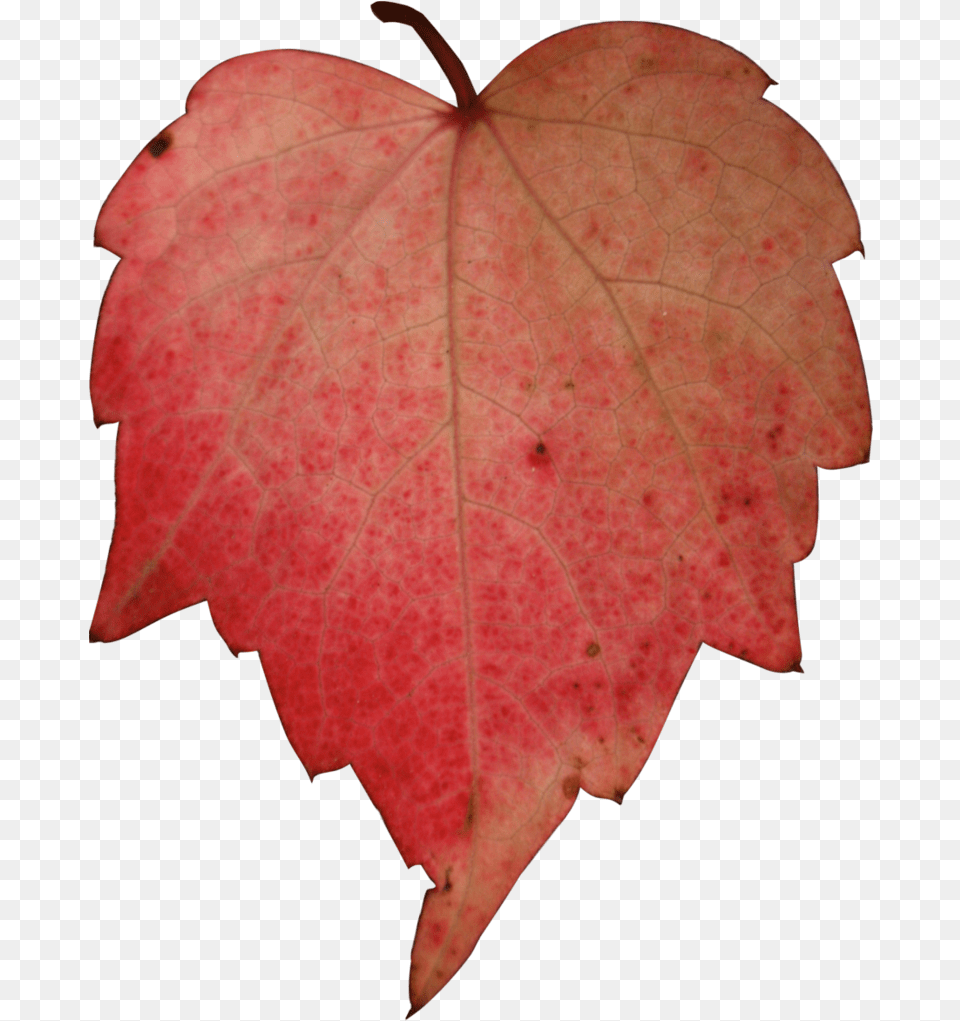 Hd Stock Red Leave By Nexu Tree Paper Icon, Leaf, Maple, Plant, Person Free Png Download