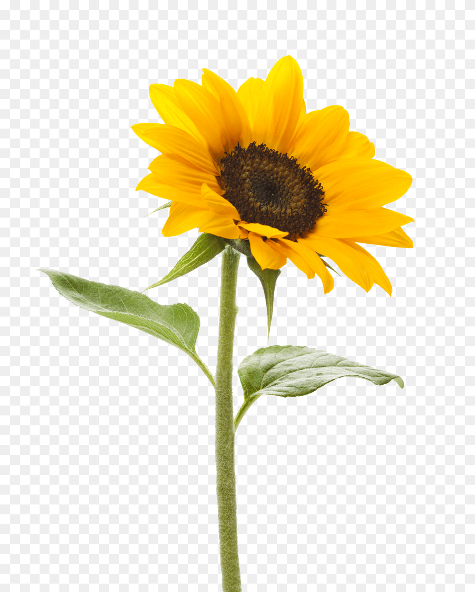 Hd Sunflower Clipart Photos The Cliparts, Flower, Plant Free Transparent Png