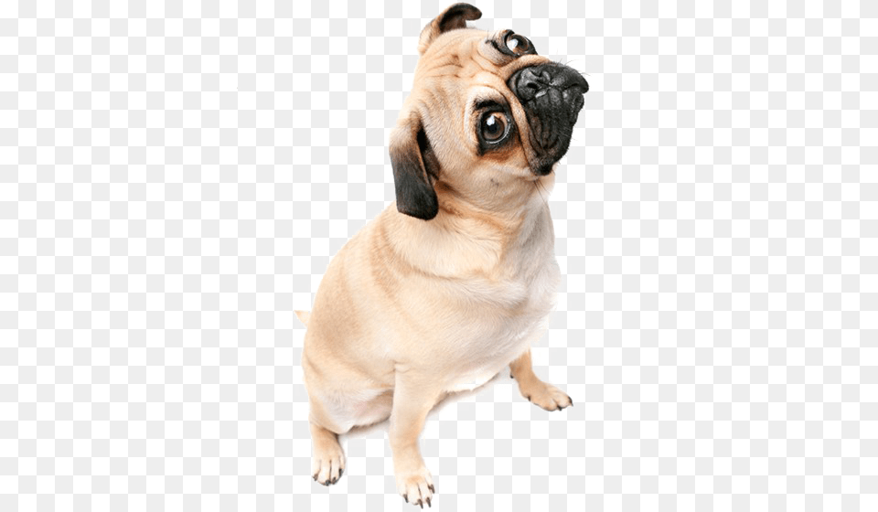 Hd Thug Life Pug Image Pug Transparent Background, Animal, Canine, Dog, Mammal Free Png Download