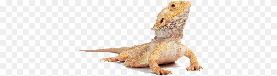 Hd Lizard Bearded Dragon, Animal, Reptile, Iguana Free Transparent Png