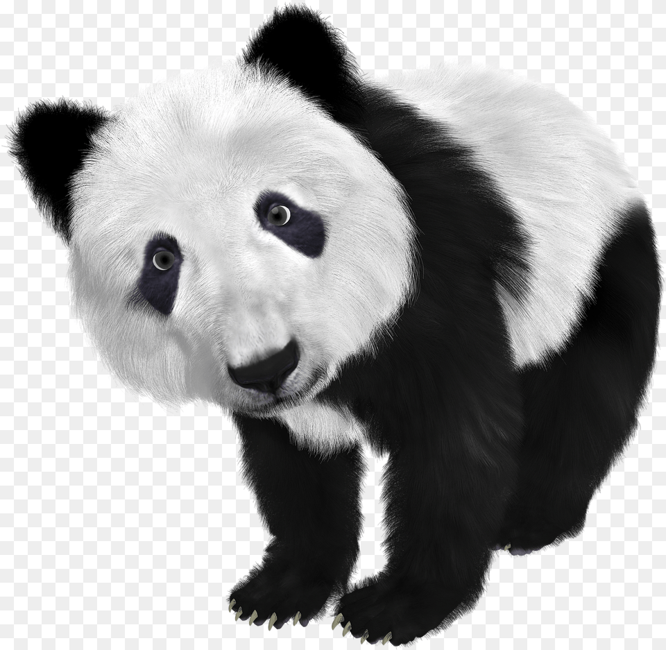 Hd Transparent Panda Black And White Color Animals, Animal, Bear, Mammal, Wildlife Free Png Download
