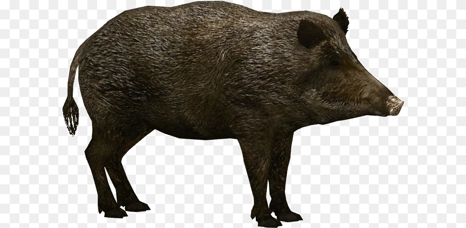 Hd Transparent Wild Boar Wild Boar, Animal, Hog, Mammal, Pig Free Png