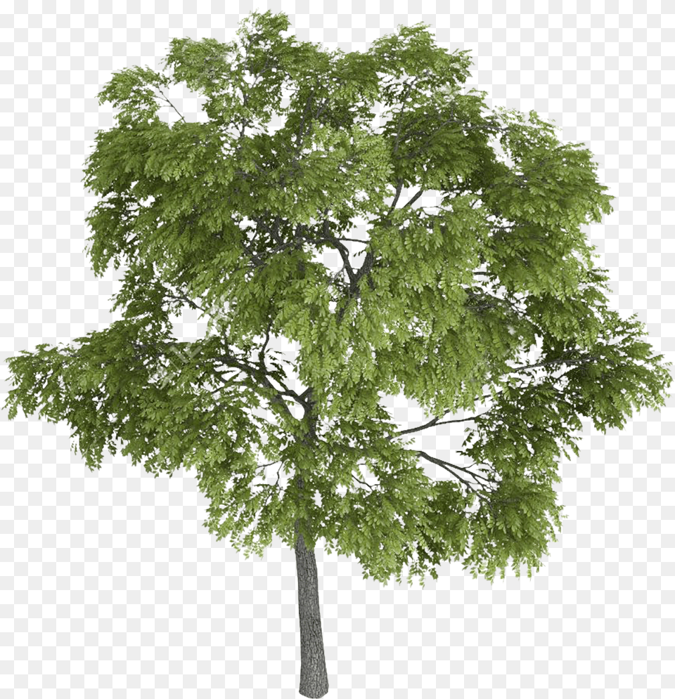 Hd Tree Tops Trees Top View Landscape Sketch Tree Sketch, Oak, Plant, Sycamore, Maple Png Image
