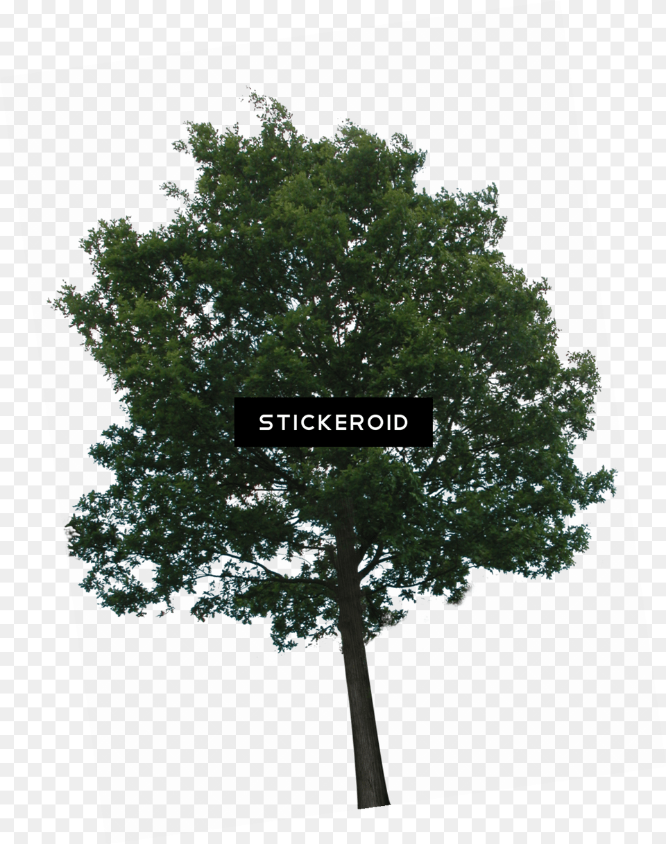 Hd Tree Tree Transparency, Oak, Plant, Sycamore, Tree Trunk Png