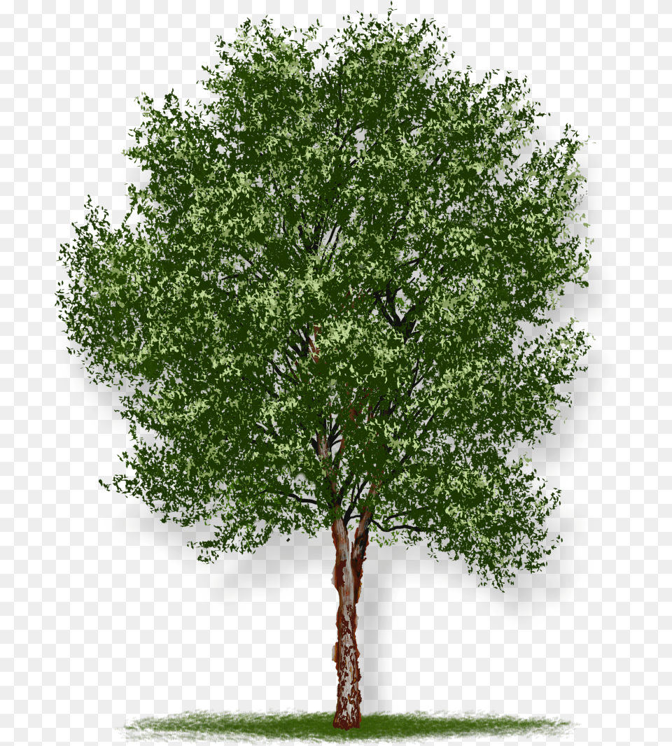 Hd Tree White Background, Plant, Tree Trunk, Oak, Sycamore Png Image
