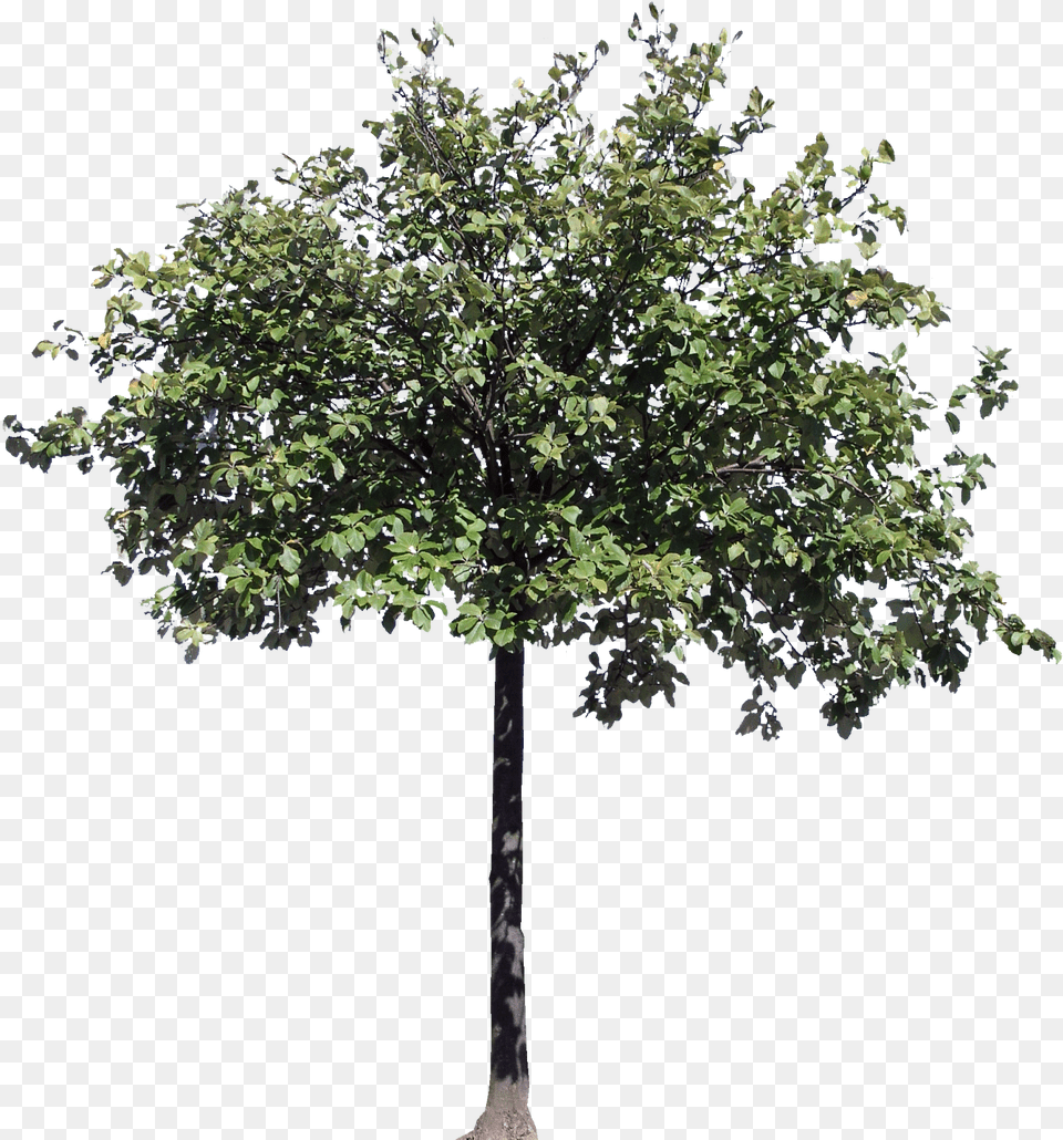 Hd Trees Section Architecture, Oak, Plant, Sycamore, Tree Free Transparent Png
