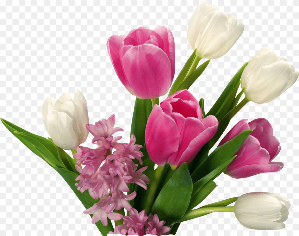 Hd Tulip Flower Images Gallery Tulips Flower Background, Flower Arrangement, Flower Bouquet, Plant, Petal Free Png