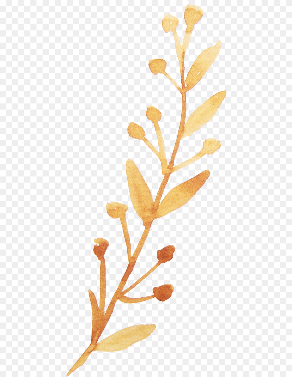Hd Twig Vector Watercolor Orange Watercolor Vector, Leaf, Plant, Tree, Flower Free Transparent Png
