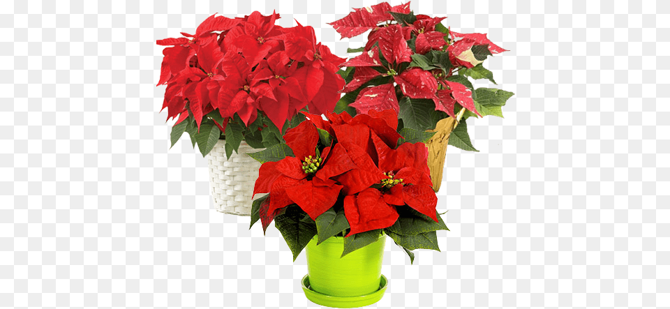 Hd Unique Christmas Plants Poinsettia, Flower, Flower Arrangement, Leaf, Plant Free Png Download