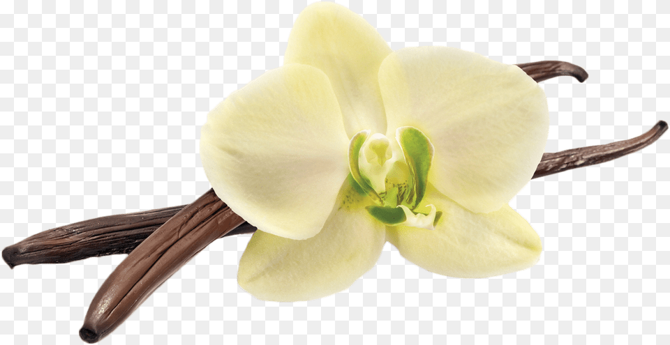Hd Vanilla Bean Vanilla Flower, Orchid, Plant, Rose Free Png