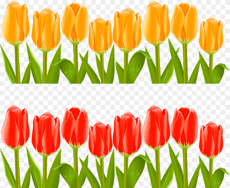 Hd Vector Indira Gandhi Memorial Tulip Tulips Garden Flower Clipart, Plant Png