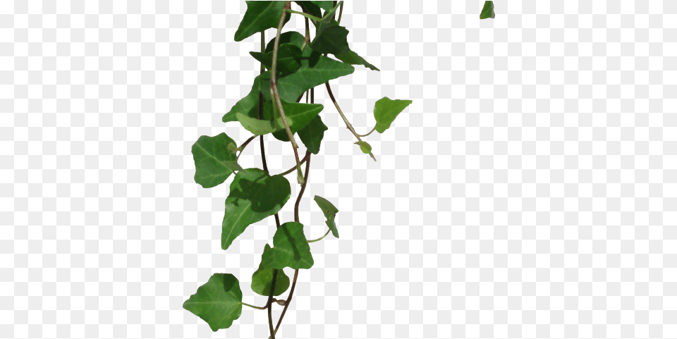 Hd Vines Clipart Transparent Background Green Vines, Plant, Vine, Ivy, Leaf Free Png