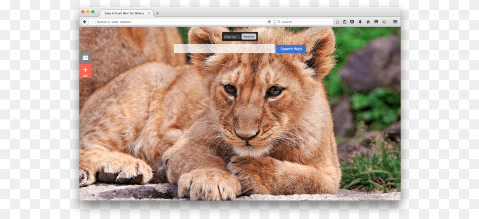 Hd Wallpapers Lions Animals, Animal, Lion, Mammal, Wildlife Png Image
