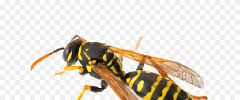 Hd Wasps Wasp, Animal, Bee, Insect, Invertebrate Png Image