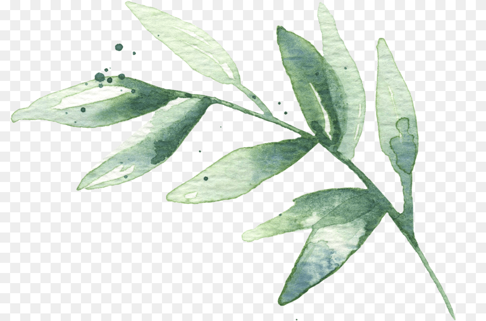 Hd Watercolor Leaves Watercolor Green Leaves, Herbal, Herbs, Leaf, Plant Png Image