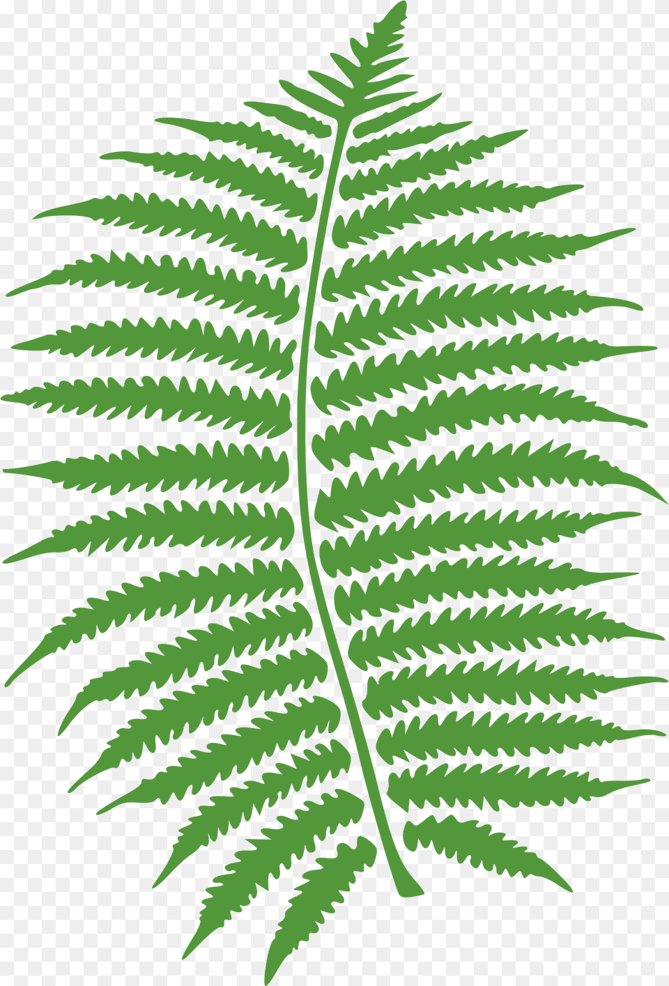 Hd Watercolor Vector Fern Fern Clipart Black And White, Plant, Animal, Dinosaur, Reptile Free Transparent Png